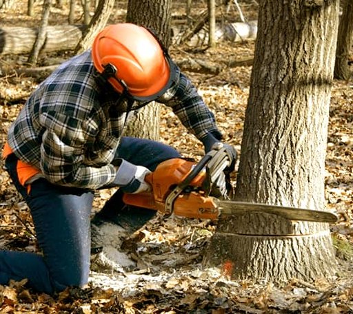 Tree Removal in Elwell, MI